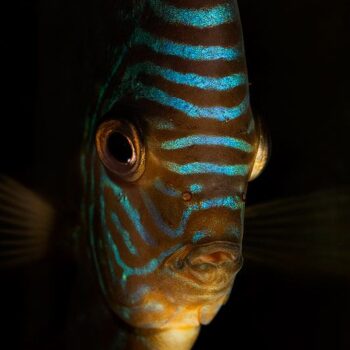 32e265459eae168958174d12eb806496